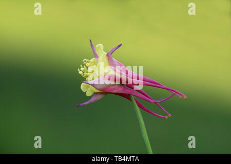 Aquilegia skinneri Tequila Sunrise ou Columbine ou Grannys bonnet rouge vif en fleurs pleinement au cuivre rouge-orange avec fleur centre jaune doré Banque D'Images