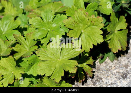 Bigroot Geranium macrorrhizum géranium ou bulgare ou géranium ou rock-grues plantes ornementales loi grandes feuilles palmées lobées vert clair Banque D'Images