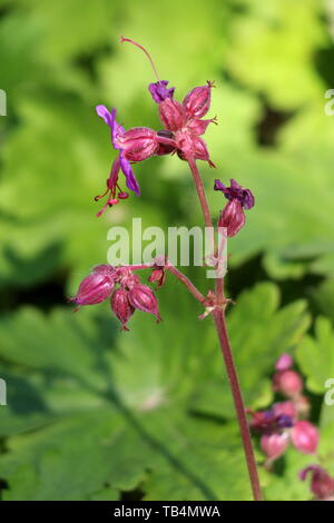 Bigroot Geranium macrorrhizum géranium ou bulgare ou géranium ou rock gothique cranes-bill plante ornementale avec rose à magenta fleurs ouvertes Banque D'Images