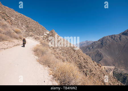 Female hiker marcher dans le Canyon de Colca, Pérou, District de Cabanaconde Banque D'Images