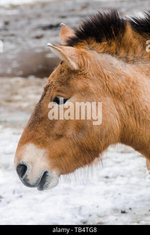 Visage de Przewalski (Equus ferus przewalskii) avec arrière-plan de la neige Banque D'Images