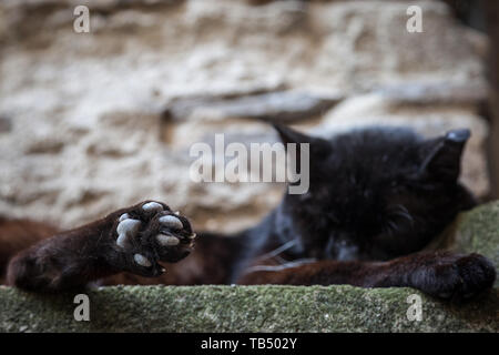 Close up sur le toebeans sur les pattes d'un chat noir errant, abandonné, de sommeil et de repos, avoir une sieste dans un jardin Photo de les pattes d'un noir c Banque D'Images