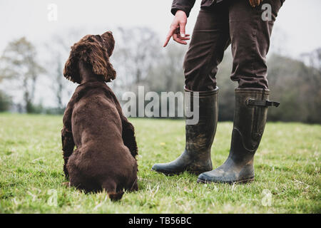 Un entraîneur de chien debout à l'extérieur, donnant la main à commande Brown Spaniel chien. Banque D'Images