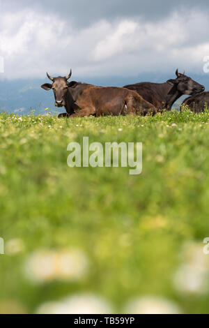 Les vaches sur l'alpage de champs. Une des vaches est assis à une prairie alpine dans les Alpes. Banque D'Images