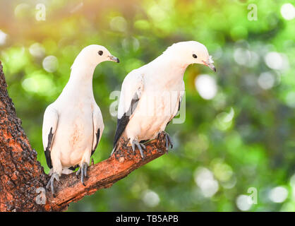 Oiseau colombe pigeon impérial pied sur la branche arbre dans la nature fond vert / Columbidae bird - Ducula bicolor Banque D'Images