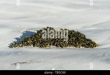 Fucus vésiculeux (Fucus vesiculosus) sur une plage de sable, l'île Isabela, îles Galapagos, Equateur Banque D'Images