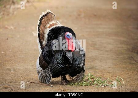 La Turquie commun (Meleagris gallopavo), l'accouplement mâle, Kangaroo Island, Australie du Sud, Australie Banque D'Images