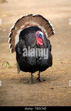 La Turquie commun (Meleagris gallopavo), l'accouplement mâle, Kangaroo Island, Australie du Sud, Australie Banque D'Images