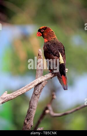 White cub lory (Pseudeos fuscata), adulte, assis sur une branche, Mount Lofty, Australie du Sud, Australie Banque D'Images