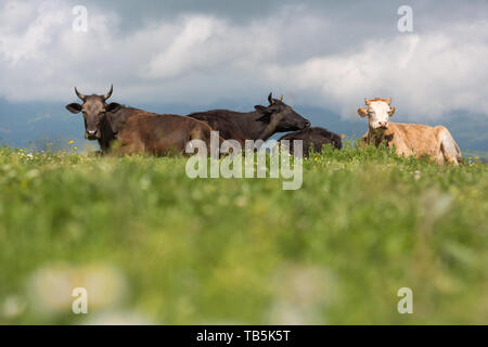 Les vaches sur l'alpage de champs. Une des vaches est assis à une prairie alpine dans les Alpes. Banque D'Images