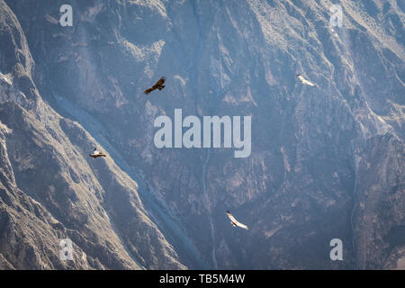 Magnifique Condor des Andes (Vultur gryphus) permet de glisser sur le Canyon de Colca, vu de la Cruz del Cóndor Lookout District, Pérou, Cabanaconde Banque D'Images