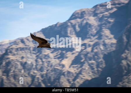 Magnifique Condor des Andes (Vultur gryphus) permet de glisser sur le Canyon de Colca, vu de la Cruz del Cóndor Lookout District, Pérou, Cabanaconde Banque D'Images