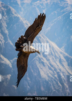 Magnifique Condor des Andes (Vultur gryphus) permet de glisser sur le Canyon de Colca, vu de la Cruz del Cóndor Lookout District, Pérou, Cabanaconde Banque D'Images