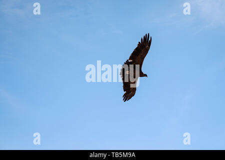 Magnifique Condor des Andes (Vultur gryphus) permet de glisser sur le Canyon de Colca, vu de la Cruz del Cóndor Lookout District, Pérou, Cabanaconde Banque D'Images