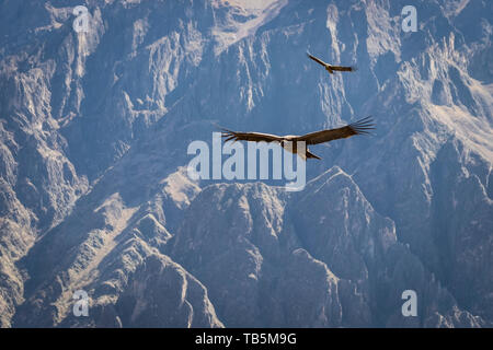 Magnifique Condor des Andes (Vultur gryphus) permet de glisser sur le Canyon de Colca, vu de la Cruz del Cóndor Lookout District, Pérou, Cabanaconde Banque D'Images