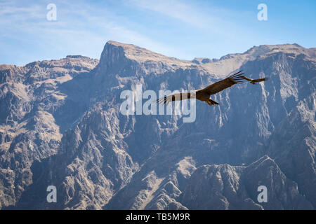 Magnifique Condor des Andes (Vultur gryphus) permet de glisser sur le Canyon de Colca, vu de la Cruz del Cóndor Lookout District, Pérou, Cabanaconde Banque D'Images