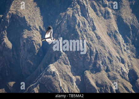 Magnifique Condor des Andes (Vultur gryphus) permet de glisser sur le Canyon de Colca, vu de la Cruz del Cóndor Lookout District, Pérou, Cabanaconde Banque D'Images