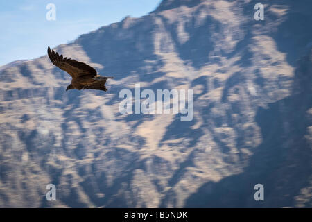 Magnifique Condor des Andes (Vultur gryphus) permet de glisser sur le Canyon de Colca, vu de la Cruz del Cóndor Lookout District, Pérou, Cabanaconde Banque D'Images