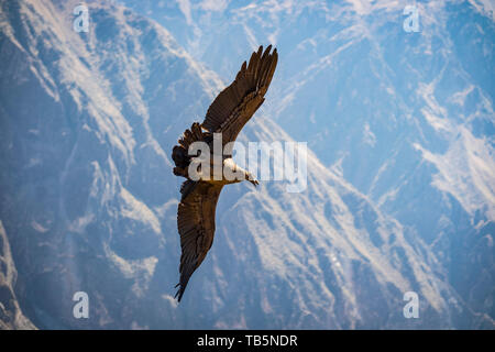 Magnifique Condor des Andes (Vultur gryphus) permet de glisser sur le Canyon de Colca, vu de la Cruz del Cóndor Lookout District, Pérou, Cabanaconde Banque D'Images