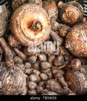 Le Taro frais récoltés sur la ferme dans le panier arrière-plan - Yautia Lila , Satoimo pommes de terre / Sweet racine de taro Banque D'Images