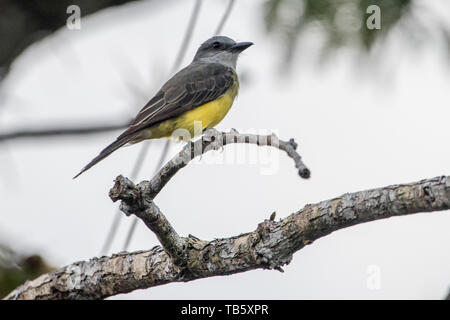 Un oiseau de mouche ou tyran d'une sorte du bassin amazonien de Cuyabeno réserve faunique en Équateur. Banque D'Images