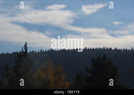 Vue sur la forêt de pin sylvestre sur une journée d'automne. Muir de Dinnet, Cairngorms NNR, Écosse, Royaume-Uni. Banque D'Images