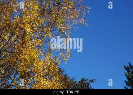 Automne doré Feuilles de bouleau verruqueux (Betula pendula) contre un ciel bleu. Muir de Dinnet, Cairngorms NNR, Écosse, Royaume-Uni. Banque D'Images