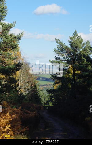 Vue sur la forêt de pin sylvestre de terres agricoles vallonnées le long d'une journée d'automne. Muir de Dinnet, Cairngorms NNR, Écosse, Royaume-Uni. Banque D'Images