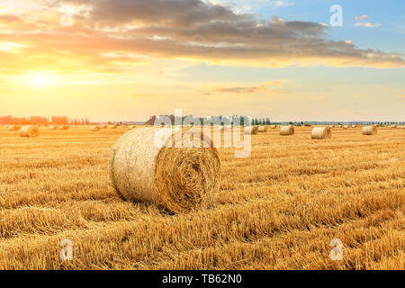 Des balles de paille rondes sur les terres agricoles Banque D'Images