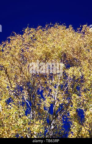 Automne doré Feuilles de bouleau verruqueux (Betula pendula) contre un ciel bleu. Muir de Dinnet, Cairngorms NNR, Écosse, Royaume-Uni. Banque D'Images