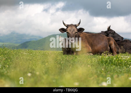 Les vaches sur l'alpage de champs. Une des vaches est assis à une prairie alpine dans les Alpes. Banque D'Images