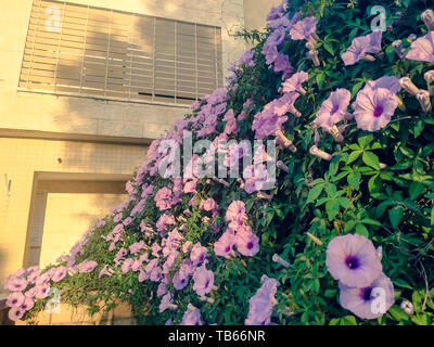 Morning Glory vine plante. L'Ipomoea cairica en fleurs lilas mur décoratif.Sunset light en Israël piscine jardin d'été Banque D'Images