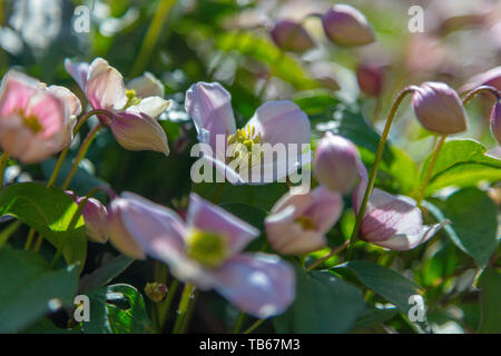 Clematis montana Rubens entrée en fleur sur une pergola, dans le sud du Pays de Galles Banque D'Images