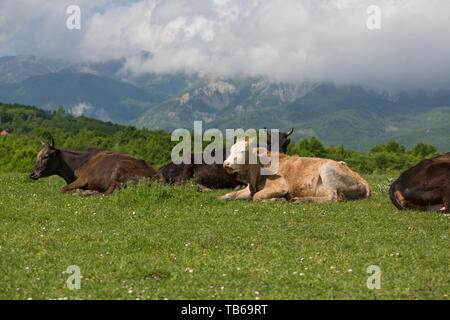 Les vaches sur l'alpage de champs. Une des vaches est assis à une prairie alpine dans les Alpes. Banque D'Images