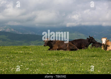 Les vaches sur l'alpage de champs. Une des vaches est assis à une prairie alpine dans les Alpes. Banque D'Images