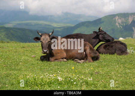 Les vaches sur l'alpage de champs. Une des vaches est assis à une prairie alpine dans les Alpes. Banque D'Images