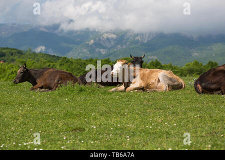 Les vaches sur l'alpage de champs. Une des vaches est assis à une prairie alpine dans les Alpes. Banque D'Images