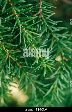 La direction générale de l'épinette sur arbre sur un jour ensoleillé en forêt. Fond de Noël, selective focus. Banque D'Images