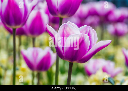 Gros plan macro d'une fleur de tulipe blanche et violette avec un champ de tulipes dans l'arrière-plan, des fleurs, de nature fond Banque D'Images