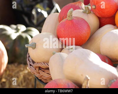 Citrouille Autumnnal la récolte. L'Halloween, action de grâce et d'agriculture concept. Banque D'Images