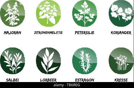 La marjolaine mélisse Sauge Coriandre estragon laurier cress Illustration de Vecteur