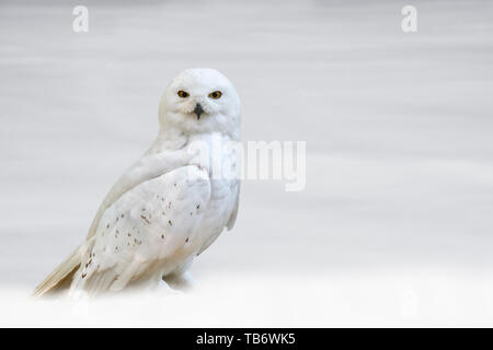 Le harfang des neiges (Bubo scandiacus / Strix scandiaca) dans la toundra dans la neige en hiver, originaire de régions de l'Arctique en Amérique du Nord et en Eurasie Banque D'Images