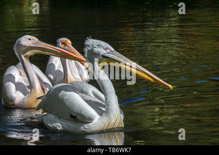 Pélican frisé (Pelecanus crispus) et deux grands pélicans blancs / rosy pelican (Pelecanus onocrotalus) Nager dans l'étang au zoo Banque D'Images