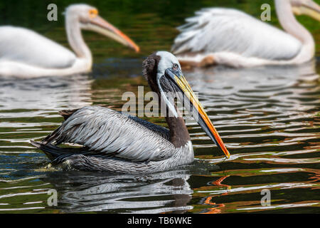 Pelican péruvienne / Humboldt Pélican brun (Pelecanus thagus) originaire de Chili et Pérou Banque D'Images