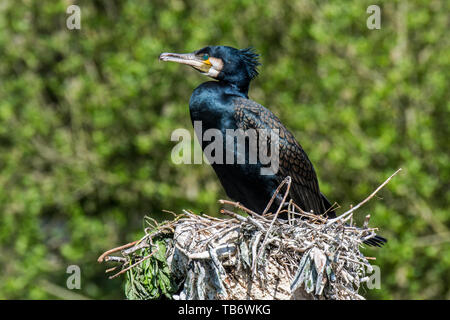 / Grand cormoran grand cormoran (Phalacrocorax carbo) assis sur grand nid fait de branches au printemps Banque D'Images