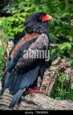 Bateleur (Terathopius ecaudatus) perché dans l'arbre, endémique à l'Afrique Banque D'Images