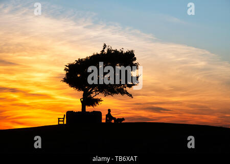 Homme assis avec son chien à l'arbre commémoratif. Seul le hêtre commun Cleeve Hill au coucher du soleil. L'arbre le plus élevé dans la région des Cotswolds. UK. Silhouette Banque D'Images