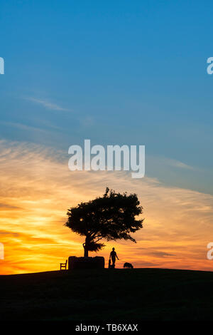 Homme marchant un chien jusqu'à l'arbre commémoratif. Seul le hêtre commun Cleeve Hill au coucher du soleil. L'arbre le plus élevé dans la région des Cotswolds. UK. Silhouette Banque D'Images