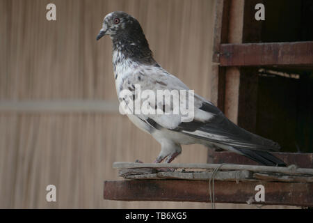 Pigeon biset accueil permanent au Bangladesh, village historique Banque D'Images