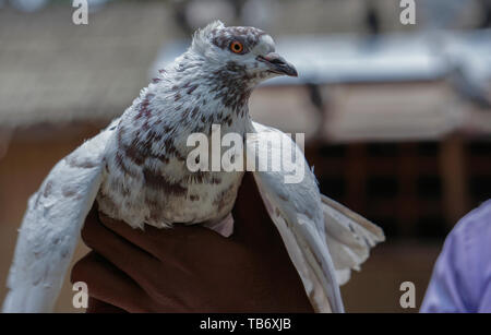 Les yeux rouges Grand Pigeon blanc à la main, pigeon du Bangladesh Banque D'Images